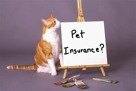 Understanding Pet Insurance Quotes