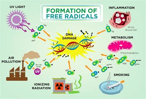 The Science of Antioxidants: How They Fight Free Radicals for Better Health